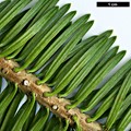 SpeciesSub: subsp. yulongxueshanensis
